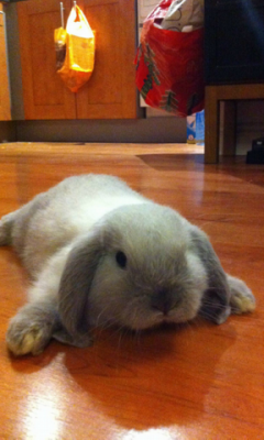 I has a floor Bunny Live WP