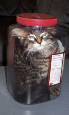 Jar of Cats Live Wallpaper