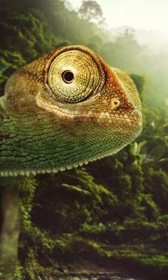 Jungle Chameleon Live Wallpaper