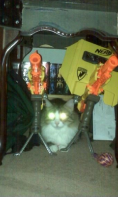 Kitten Laser Cannon Live WP