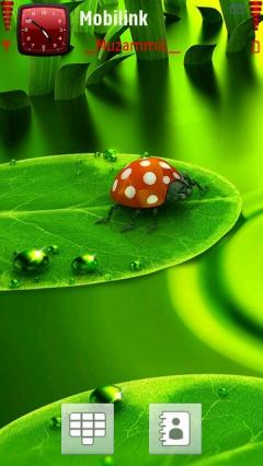 Lady Bug