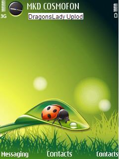 Ladybird Spring