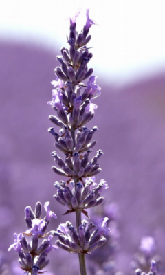Lavender with rain drops LWP