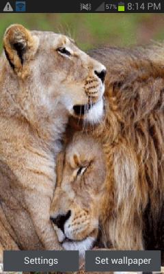 Lion Love Live Wallpaper