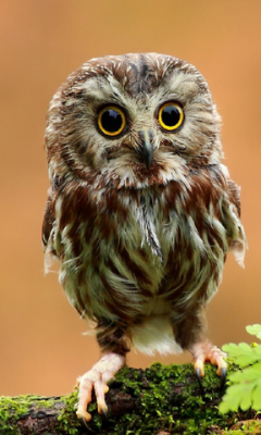 Little Owl at rain Live Wallpaper