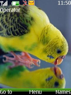 Love Bird