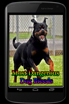 Most Dangerous Dog Breeds