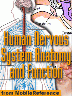 Human Nervous System - Anatomical Perspective Quick Study Guide. FREE Neurocellular Anatomy in trial