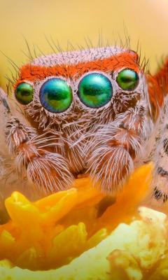 Orange Flower Spider Live Wallpaper