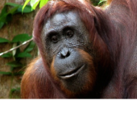 OrangUtan