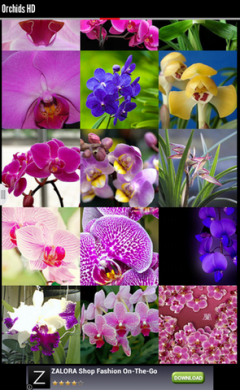 Orchids Flower Wallpapers
