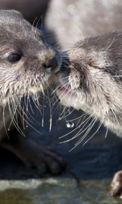 Otter Communication Live WP