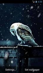 Owl Under Snowfall Live Wallpaper