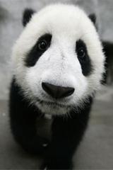 Pandas are cute