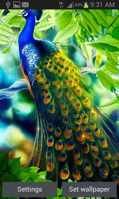 Peacock Beauty Lwp