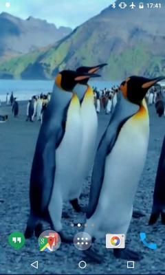 Penguins HD Video Live Wallpaper