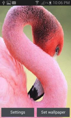 Pink Flamingo Live Wallpaper