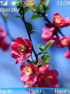 Pink Flower