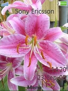 Pink Lilly