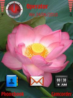 Pink Lotus