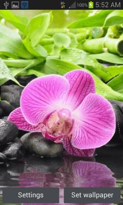 Pink Orchid Blooming LWP