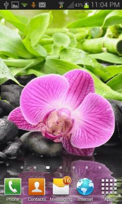 Pink Orchid Flower LWP