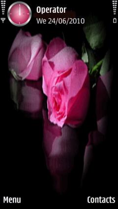 Pink Rose