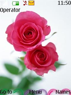 Pink Rose
