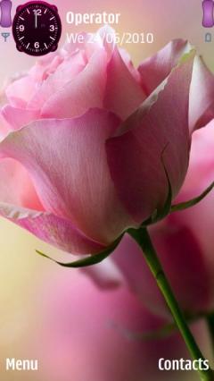 Pink Rose