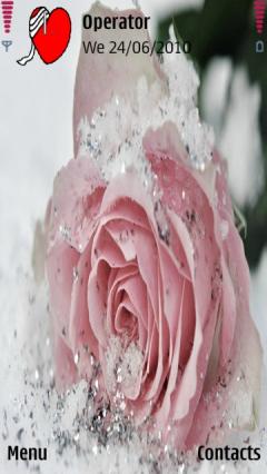 Pink Rose