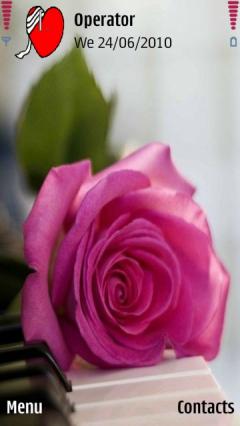 Pink Rose