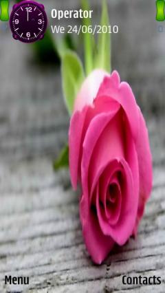 Pink Rose