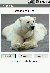 Pet Therapy - Polar Bear