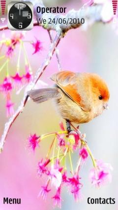 Pretty Bird