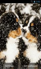 Puppies In Snow Live Wallpapers