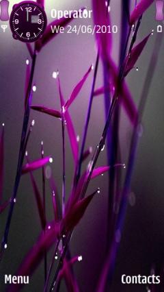 Purple Dew