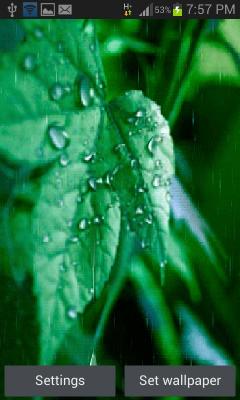 Rainy Leaf Lwp