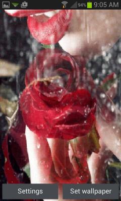 Rainy Rose Lip LWP