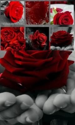 Red Rose jigsaw puzzle