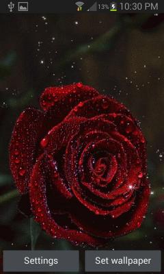Red Rose Magic LWP
