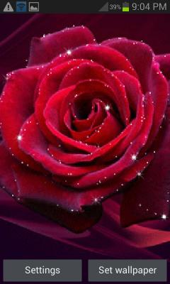 Red Rose Shine LWP