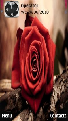 Red Rose