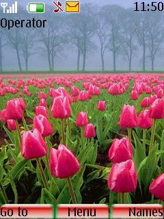 Red Tulips