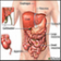 Body Organs Facts