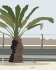 Palm In Desertt
