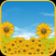 Sunflower Field Live Wallpaper
