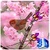 3D Sakura Wallpaper