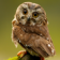 Funny Little Owl Live Wallpaper