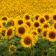 Sunflowers Live Wallpapers