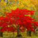Autumn Trees Live Wallpapers
